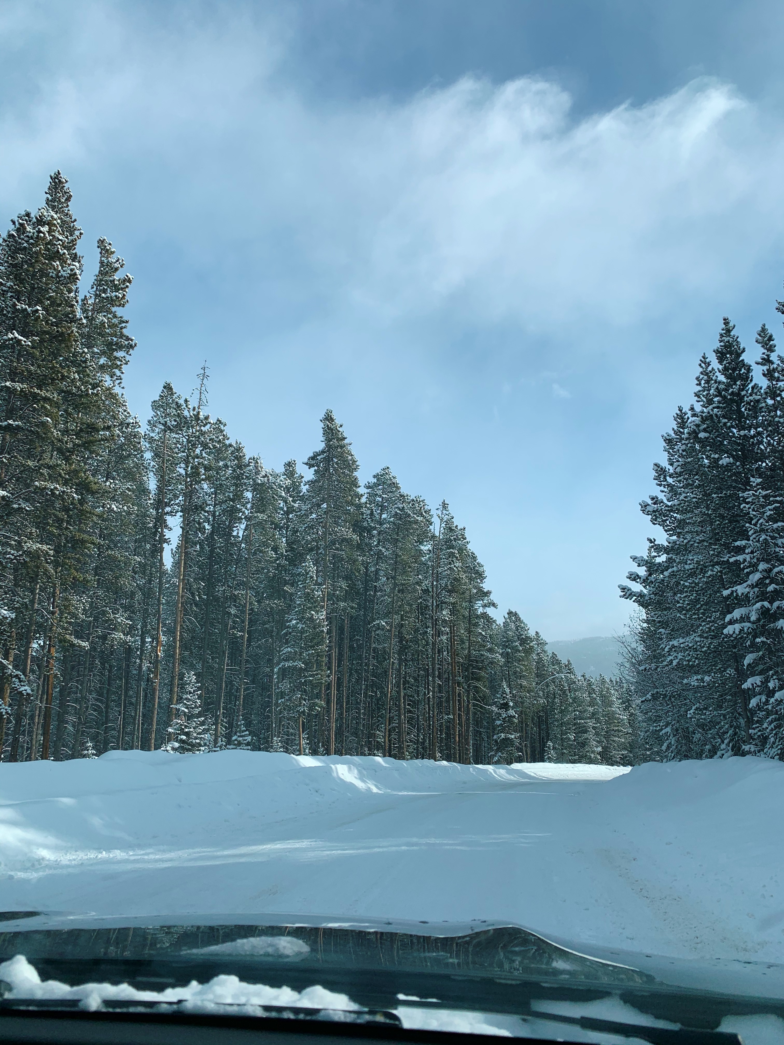 pine in the mountains snow